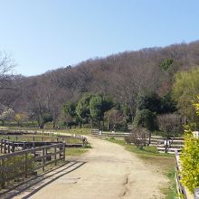 花菖蒲の時期は最高です