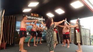 マオリの踊りが楽しい