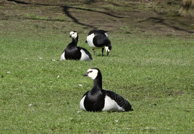 船で行く動物園