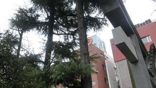 恋が叶う有り難い木