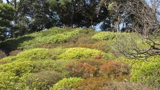 梅が美しいです