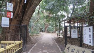 生田神社の奥にある静かな森