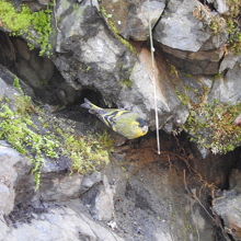 前座に出てきたのは、マヒワでした。