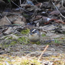 珍鳥ヤマヒバリ。時々、藪から出てくる事もあります。