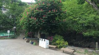 都心の中で木陰の多い公園でした。