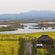 背後の残雪のある山と菜の花の景色がすばらしいはずでした