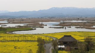 背後の残雪のある山と菜の花の景色がすばらしいはずでした