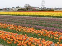 五泉市チューリップまつり