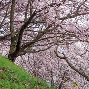 桜の裏側にある小道からの眺めも絶景