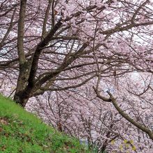 一の堰ハラネ春めき桜まつり