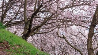 桜の裏側にある小道からの眺めも絶景