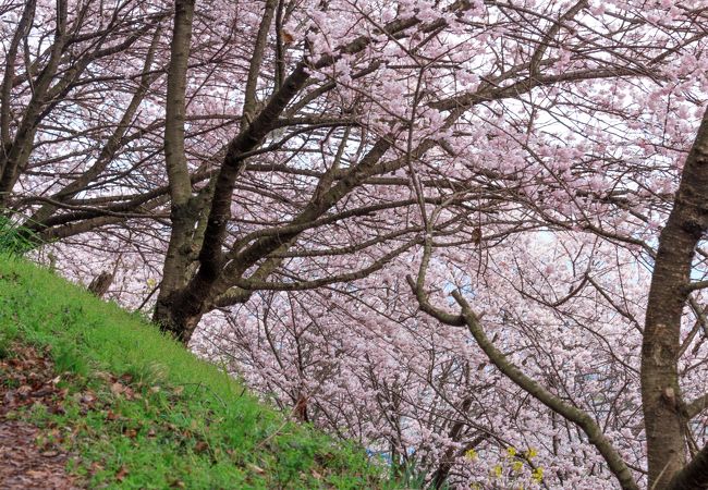 桜の裏側にある小道からの眺めも絶景