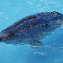 ゆうゆうと泳いでいました