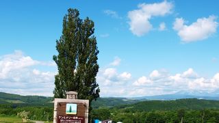 大きなポプラの木がＣＭで有名になりました