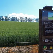 遠目から見た方がいいです