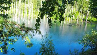 本当に青い池でとてもきれいです！