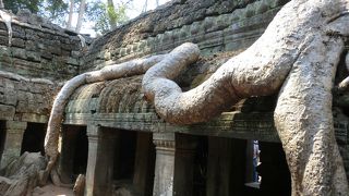 自然のパワーをもらえます