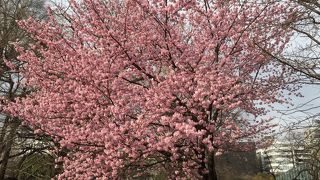 外国人率高っ！！