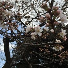 ソメイヨシノはもう一息