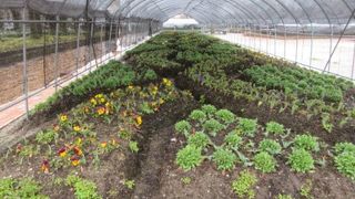 チューリップの季節ではなかったけれど