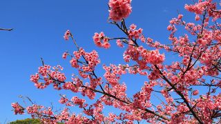 今帰仁グスク桜まつり