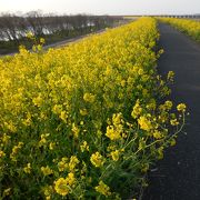 何キロにもわたって堤防が黄色い菜の花に覆われていて壮観です