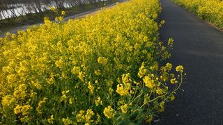 流山スプリングフェスター 菜の花まつり