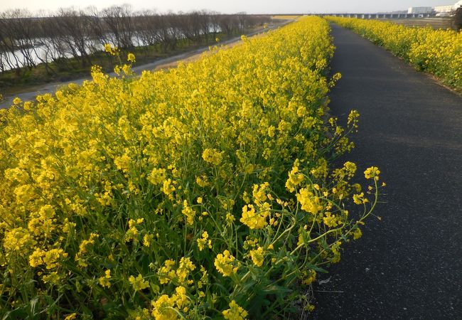 何キロにもわたって堤防が黄色い菜の花に覆われていて壮観です