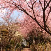 モミジの若葉や安行桜が春を呼ぶ♪
