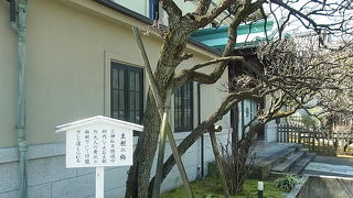 かなりの老梅な感じです