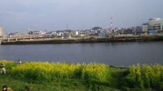 菜の花がきれいに咲いていました。