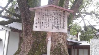 立派なクスノキ