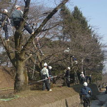 桜の木の剪定作業の様子
