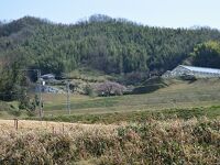 堀池のしだれ桜