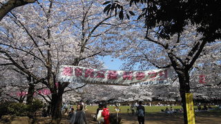 バーベキューをしながらお花見ができる！