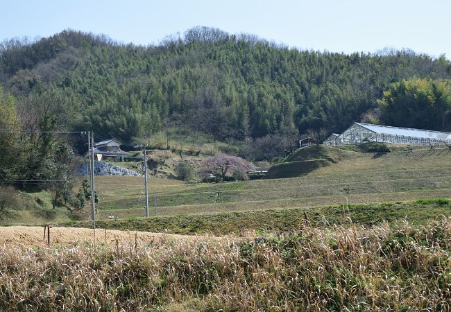 堀池のしだれ桜