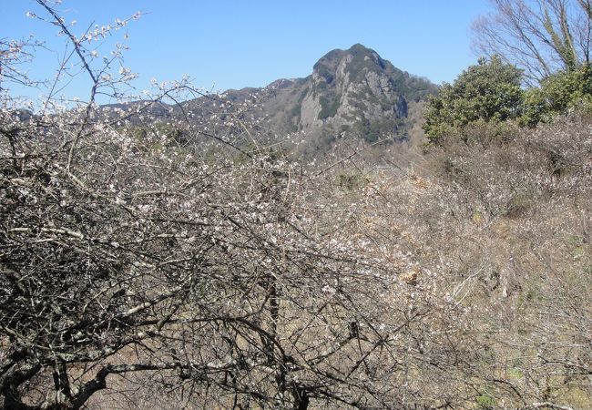 今年は開花が早かったようです