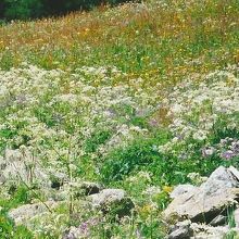 花が咲乱れるツムットの6月(アルペン・ゲンゼクレッセの花)