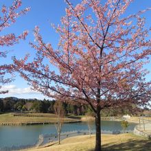 PAへ戻る道には、河津桜が咲いていました。