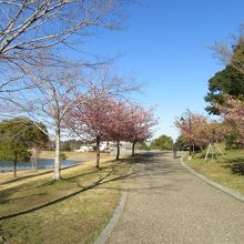 河津桜並木。