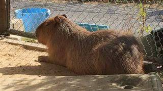 動物と触れ合えます