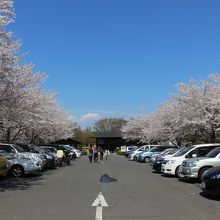 駐車場の両脇の桜