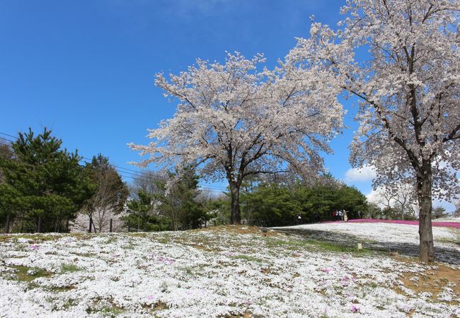 ここにもあった見事な芝桜