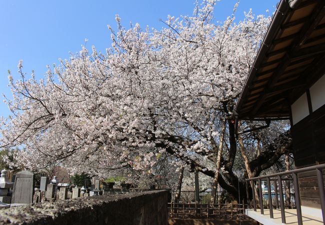 日本５大桜の一つ