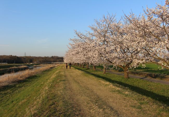 都幾川桜堤 クチコミ アクセス 営業時間 小川 嵐山 フォートラベル