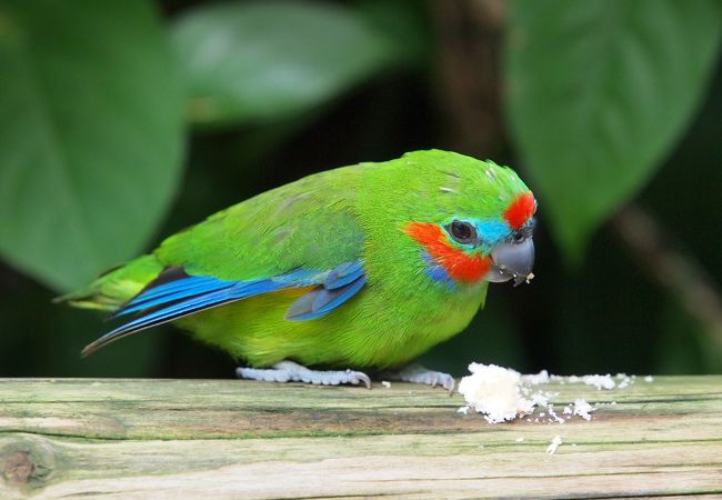 様々な種類の鳥と触れ合える鳥好きにはたまらない場所