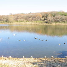 半田沼の風景です。