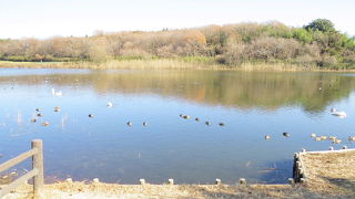 珍鳥アカハシハジロを見て来ました。