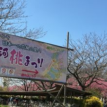 古河の桃まつり会場