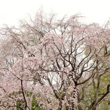 枝垂れ桜